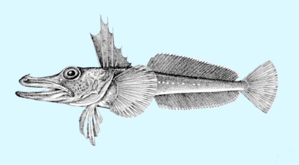 Unicorn icefish