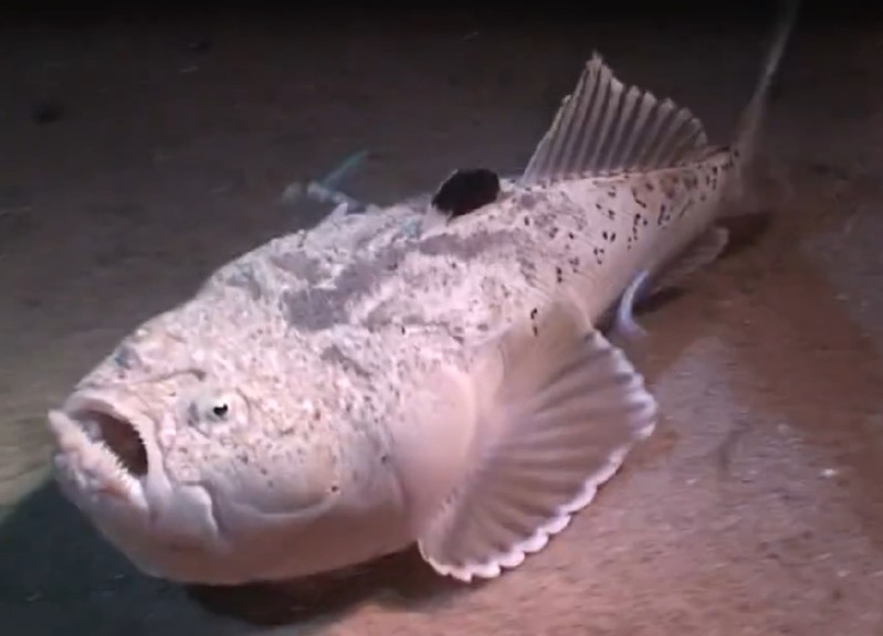 Uranoscopus japonicus