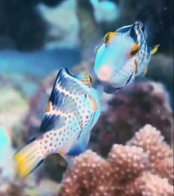 Valentin's sharpnose puffer
