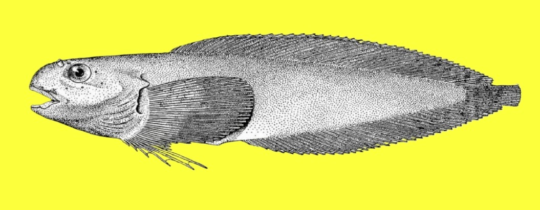 Variegated snailfish