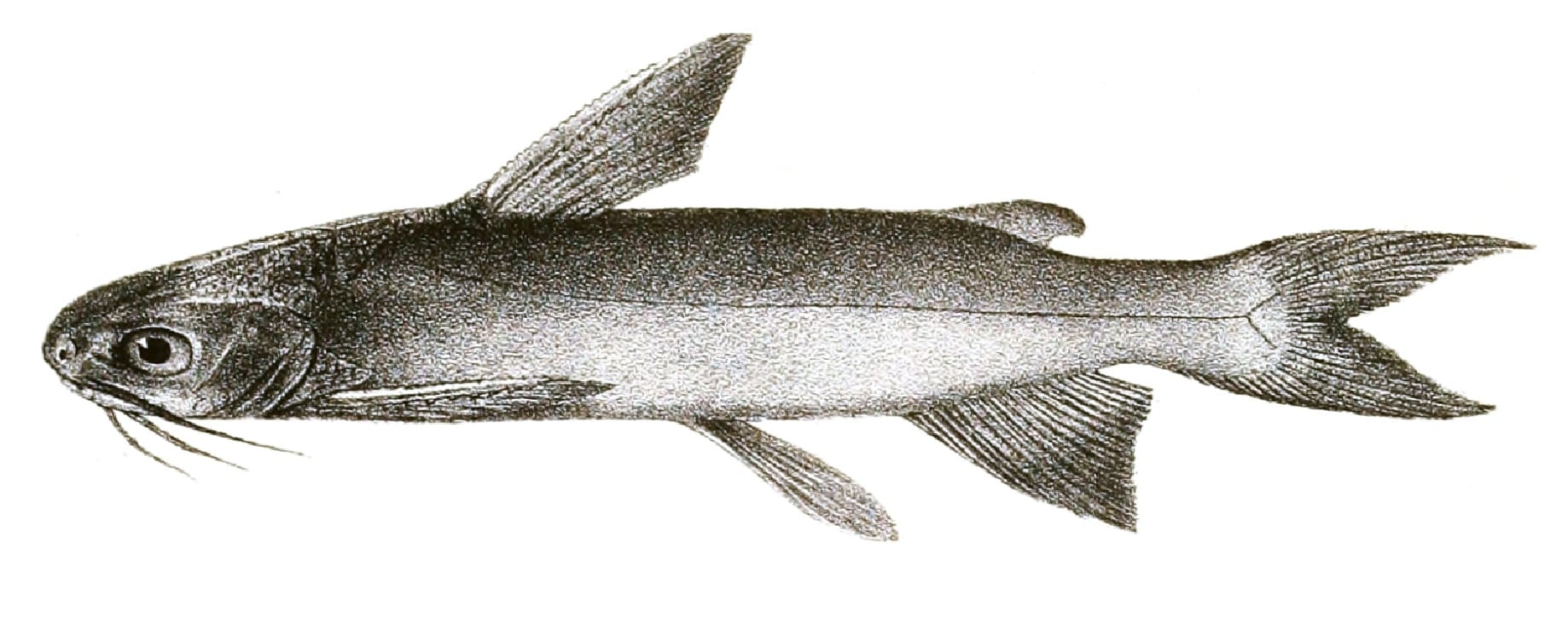 Veined catfish
