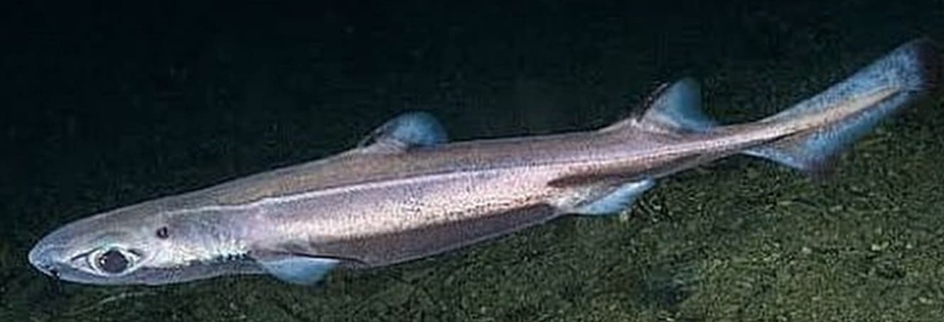 Velvet belly lanternshark