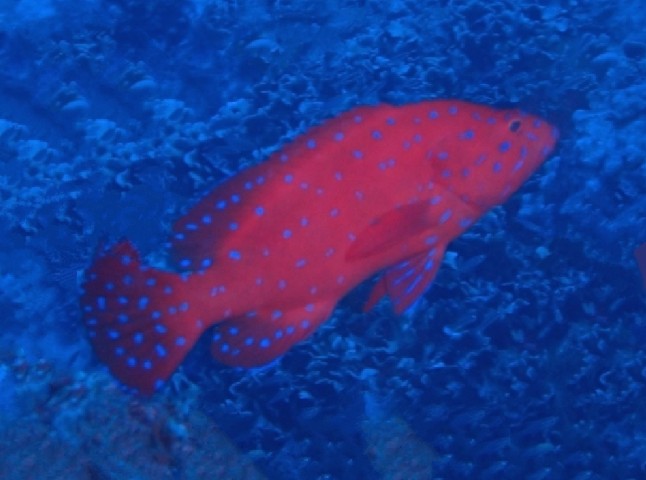 Vermilion hind
