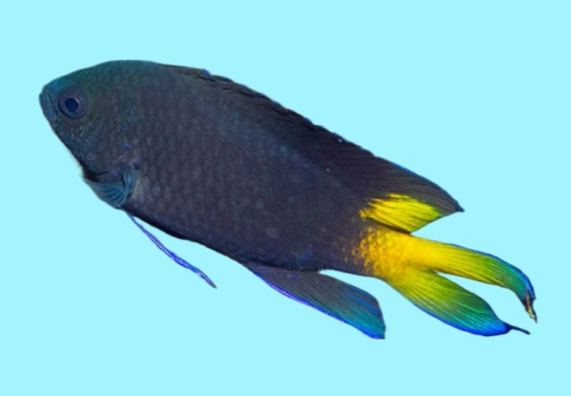 Violet demoiselle