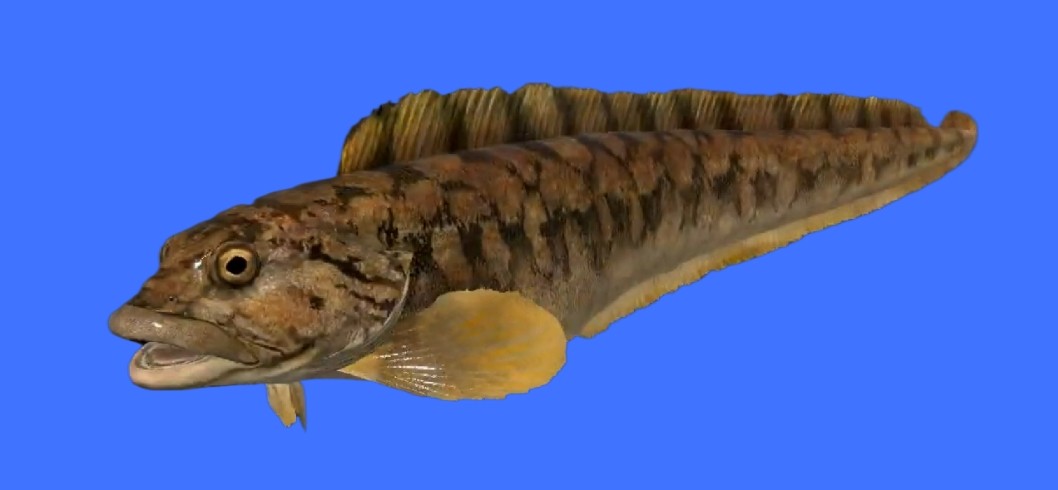 Viviparous eelpout