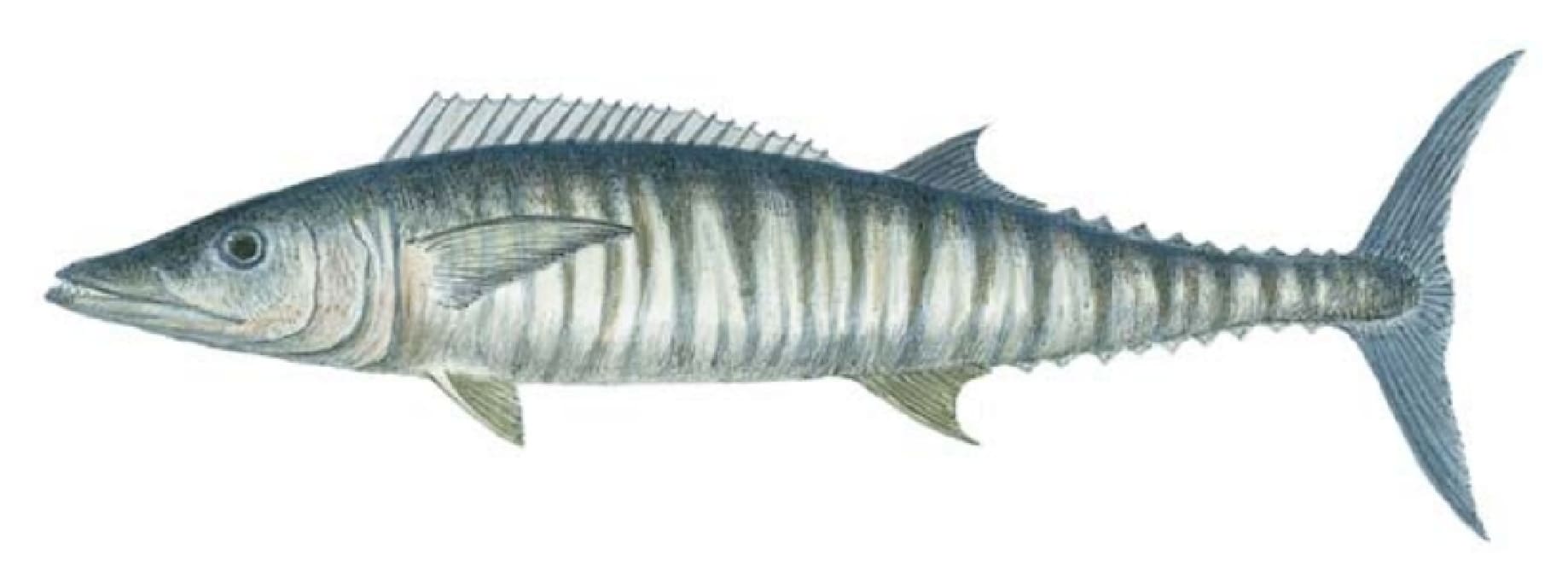 Wahoo