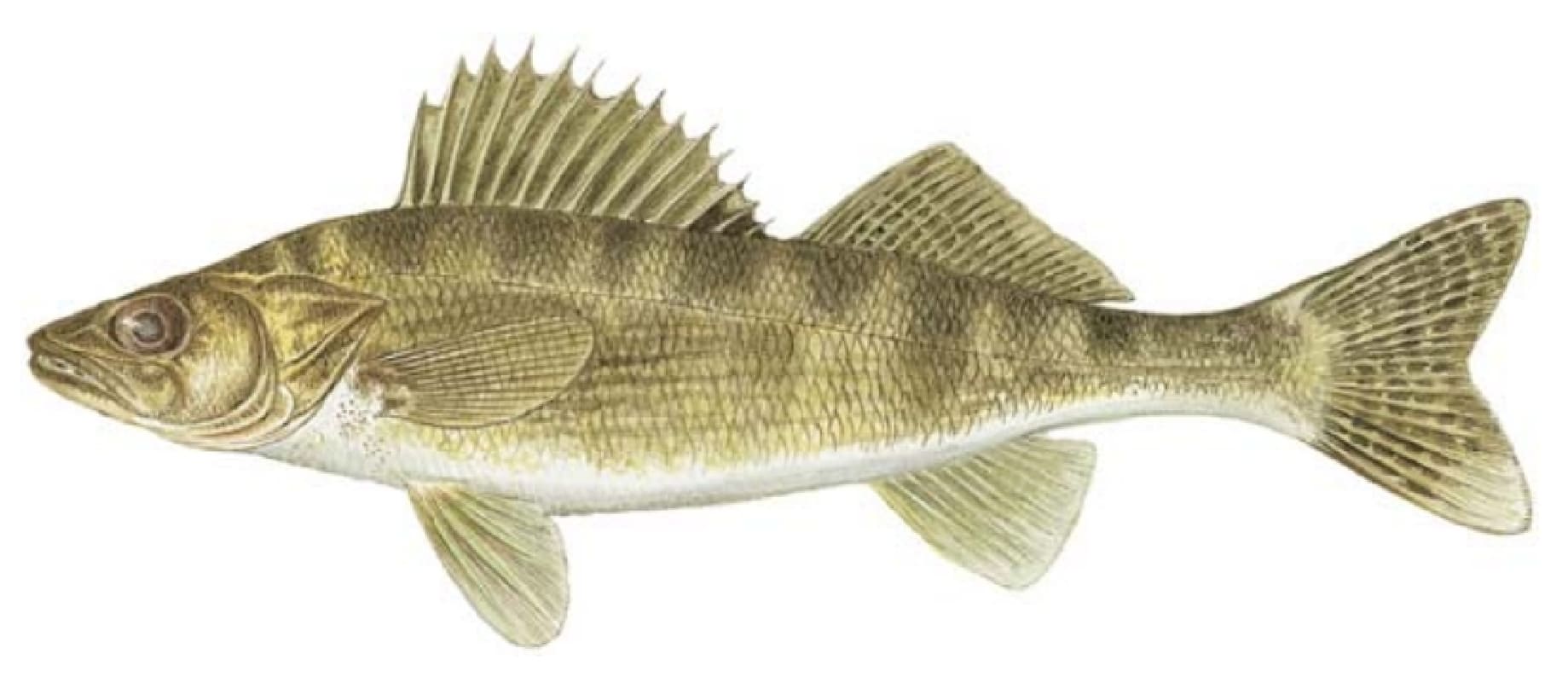 Walleye