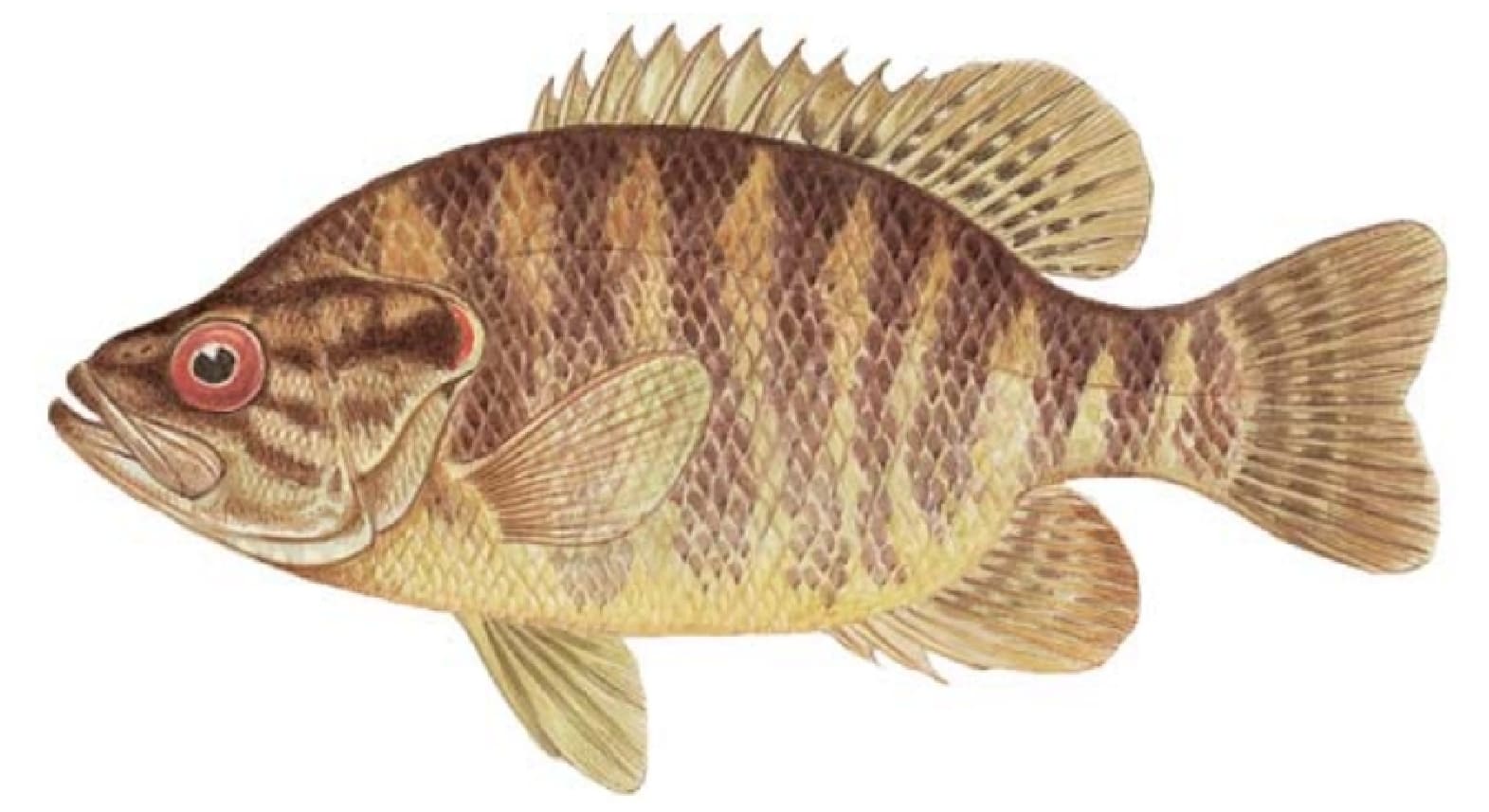 Warmouth