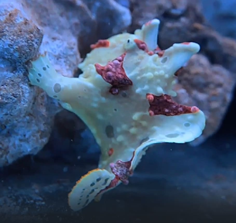 Warty frogfish