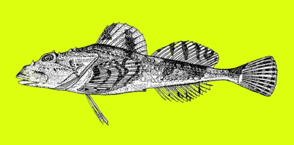 Warty sculpin