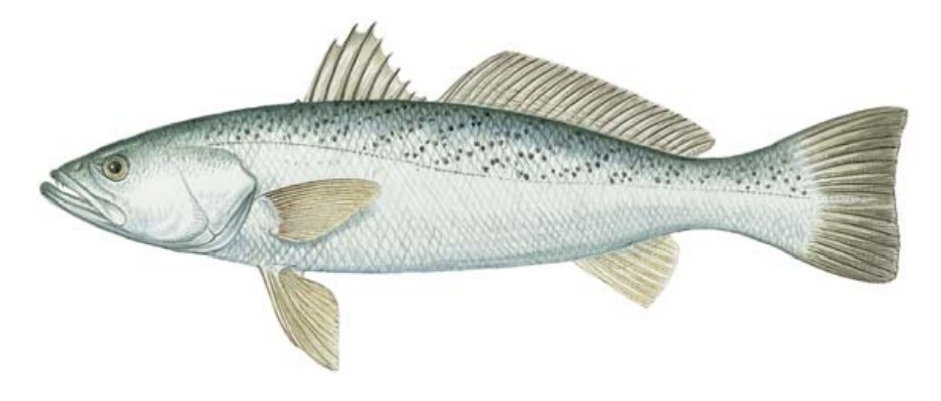 Weakfish