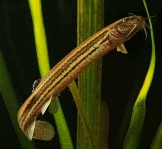 Weatherfish