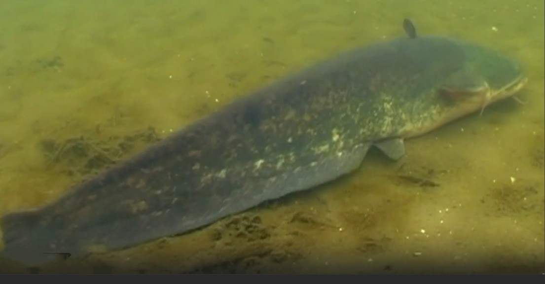 Wels catfish