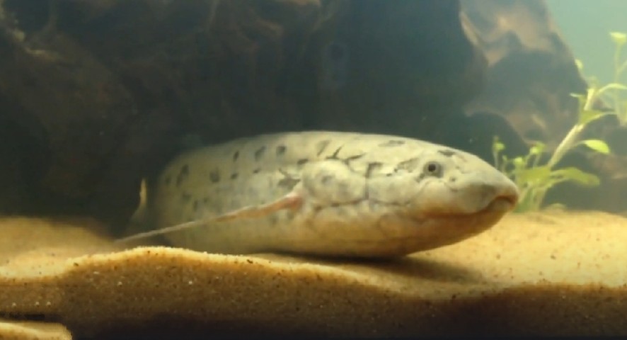 West African lungfish
