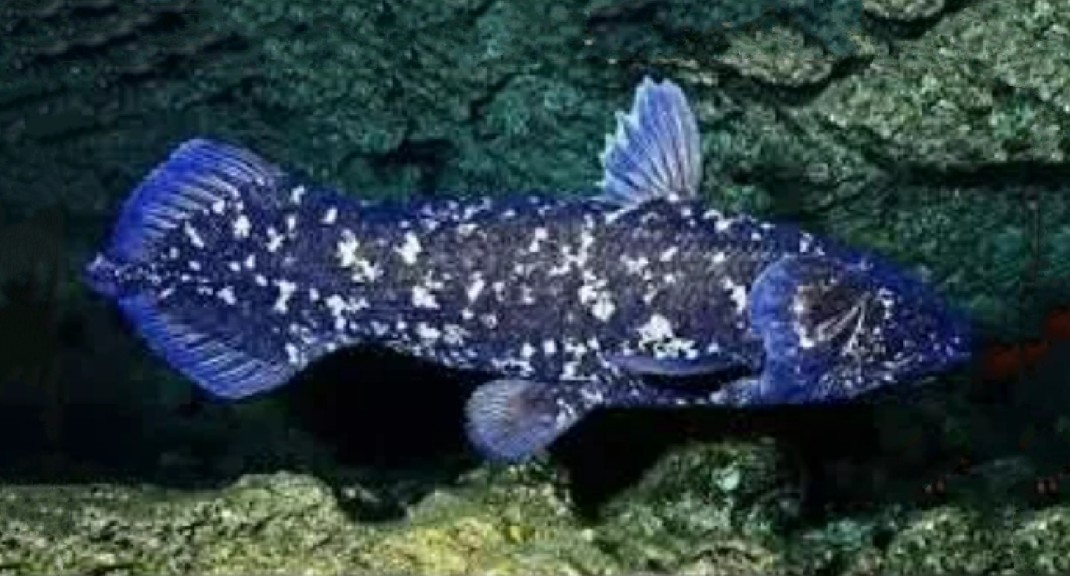 West Indian Ocean coelacanth