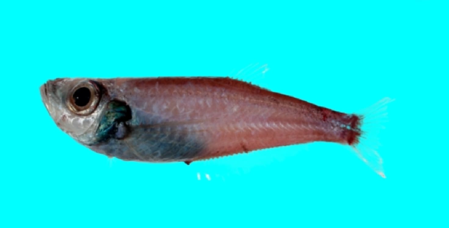 West Pacific (dwarf) deepsea herring