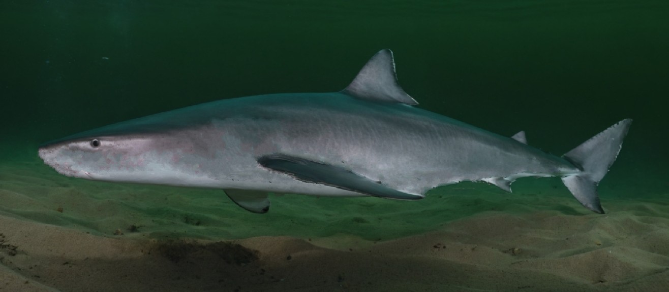Western highfin spurdog