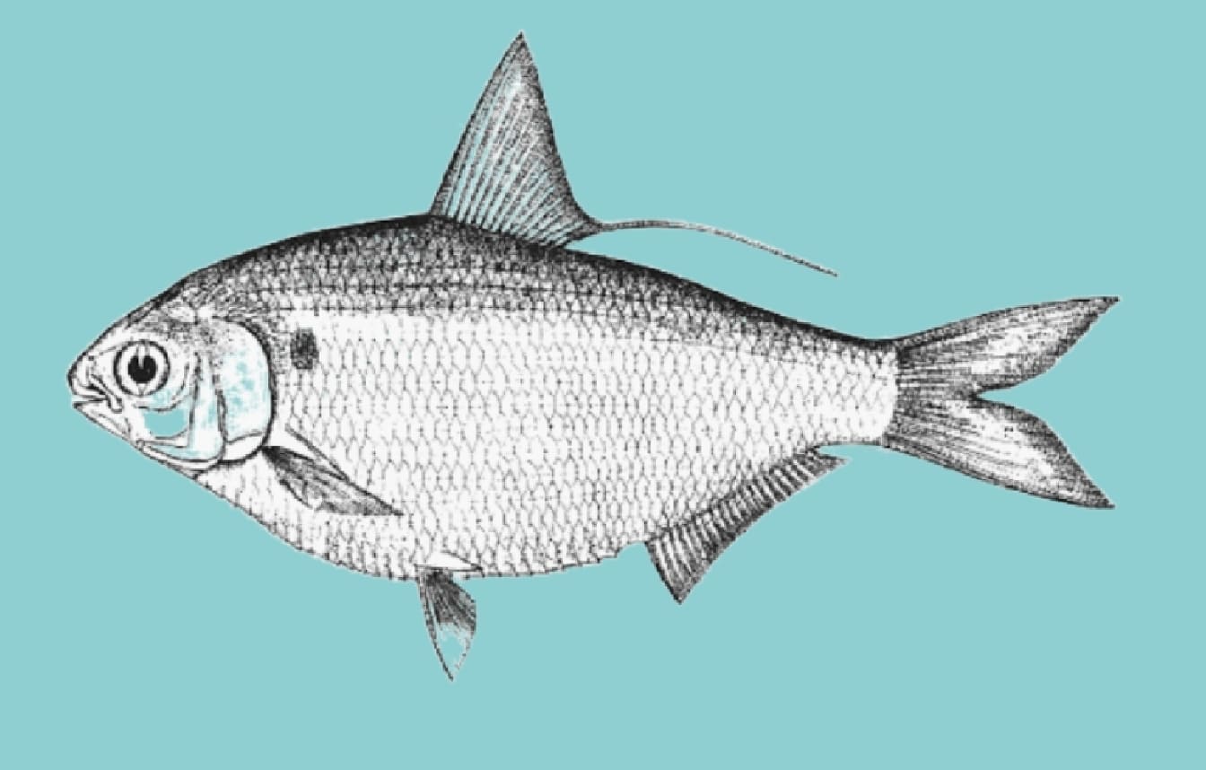 Western Pacific gizzard shad