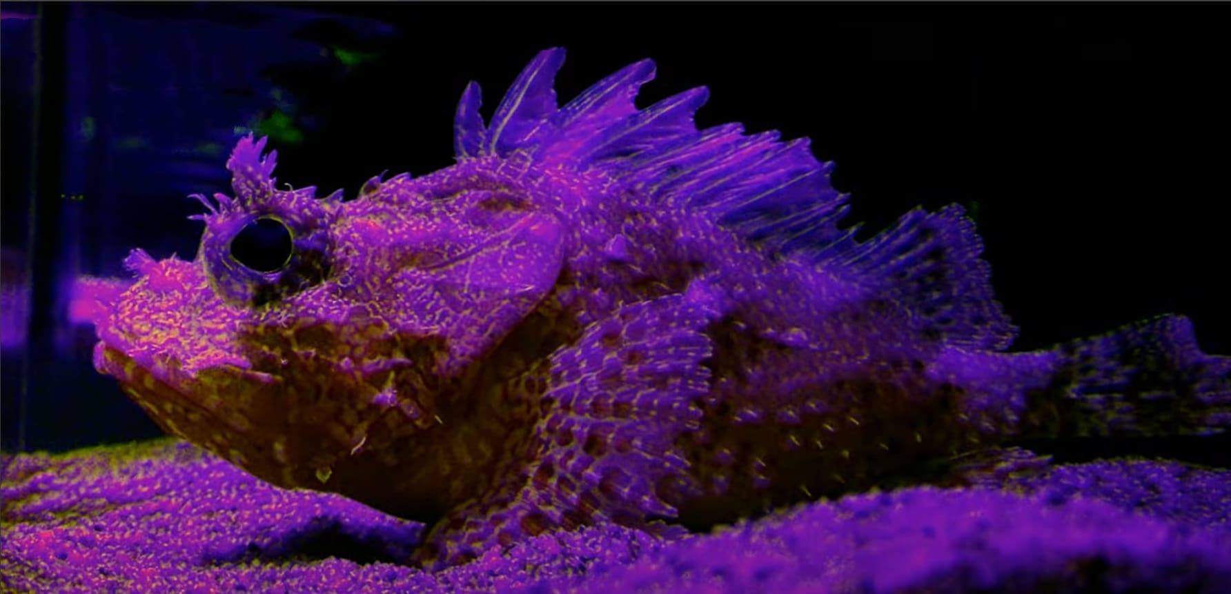Western scorpionfish