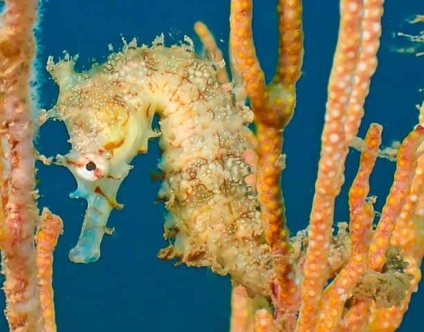Western spiny seahorse