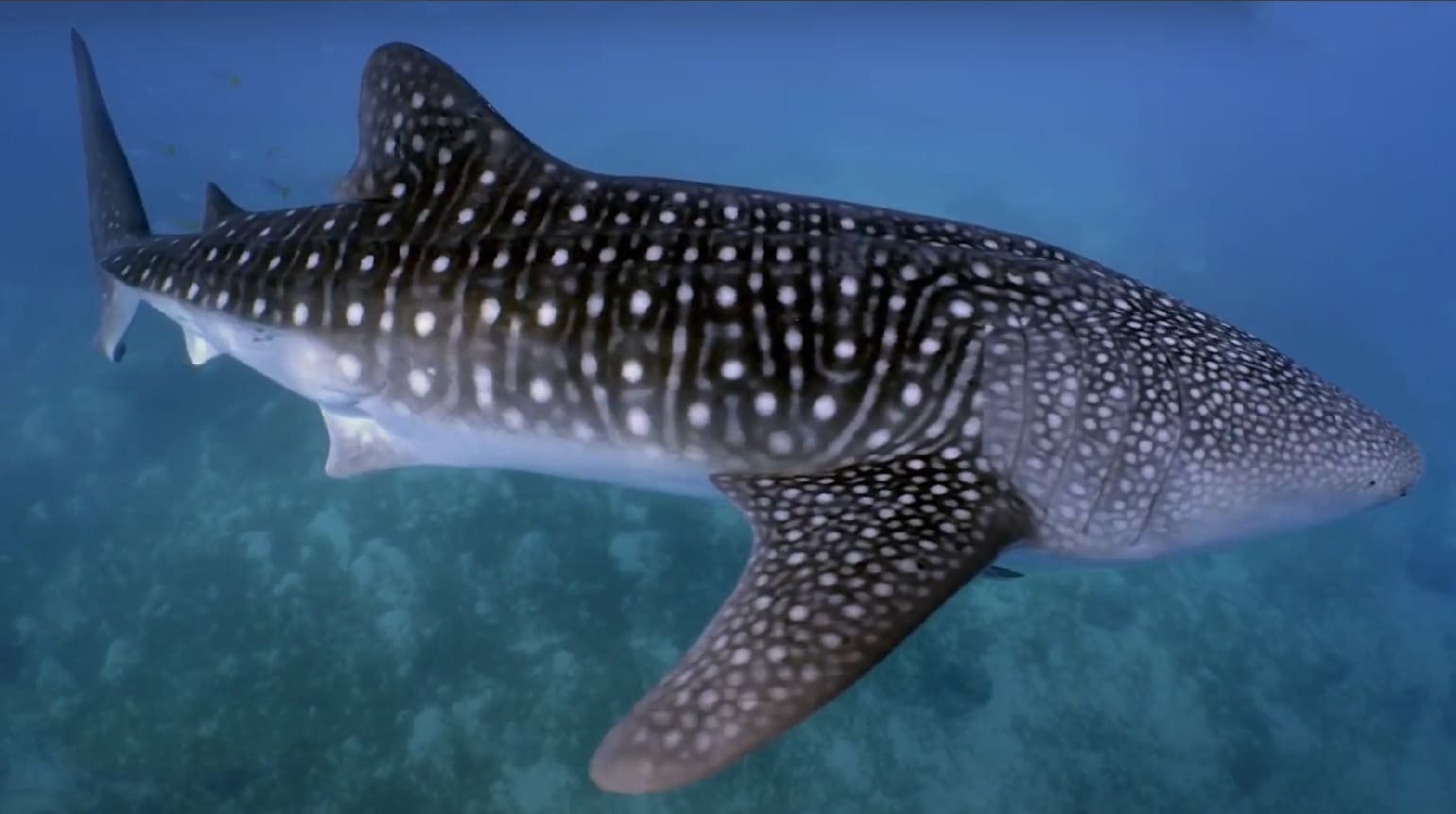 Whale shark