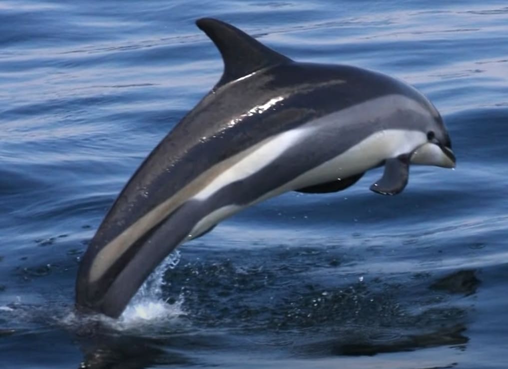 White-beaked dolphin