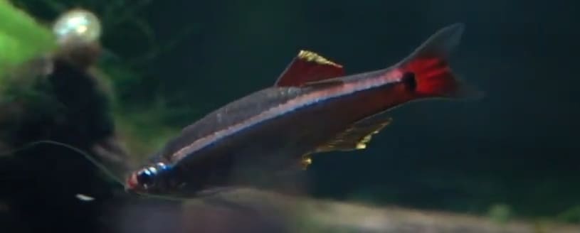 White Cloud Mountain minnow