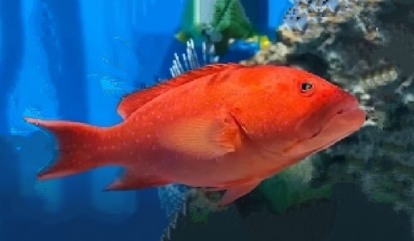 White-edged lyretail