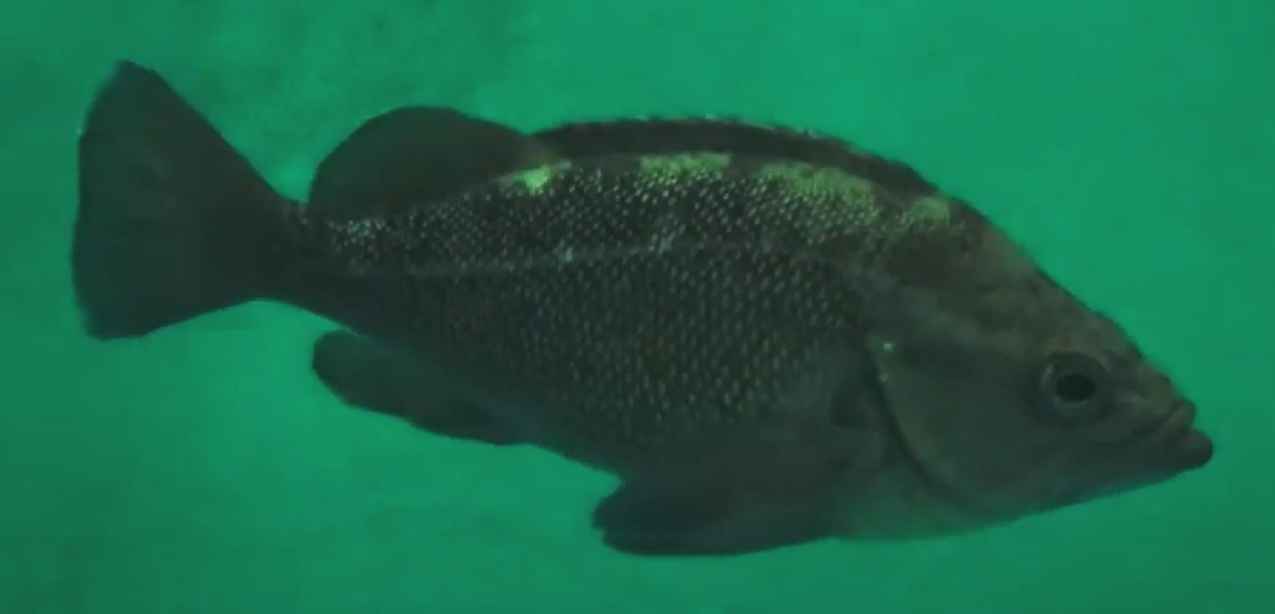 White-edged rockfish
