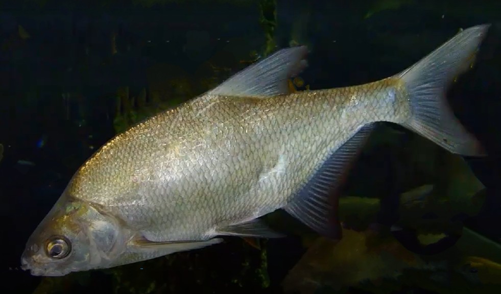 White-eye bream