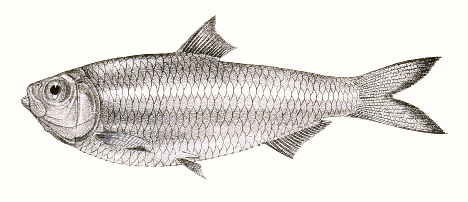 White sardine
