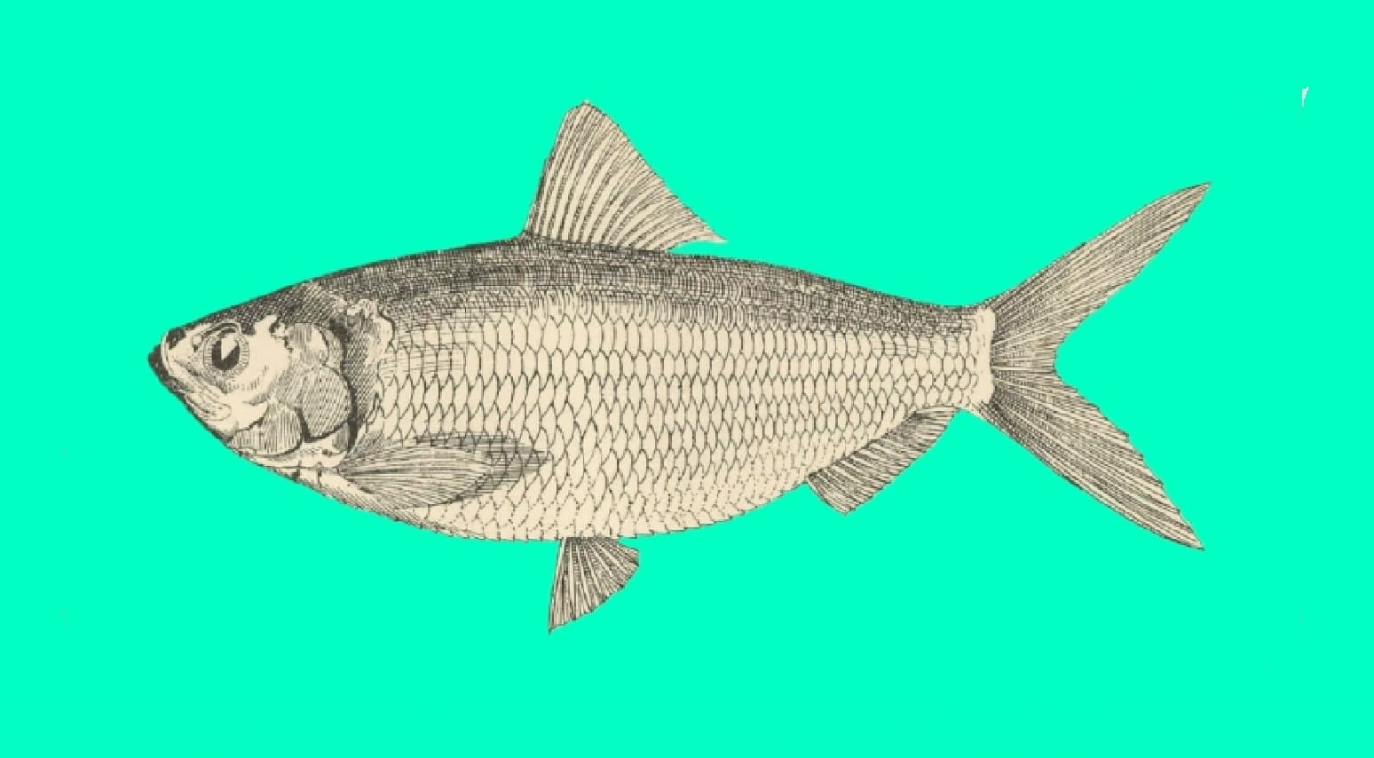 White sardinella