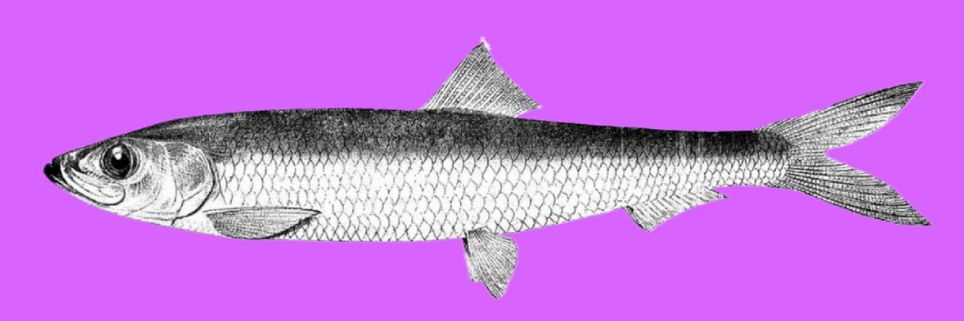 White Sea herring
