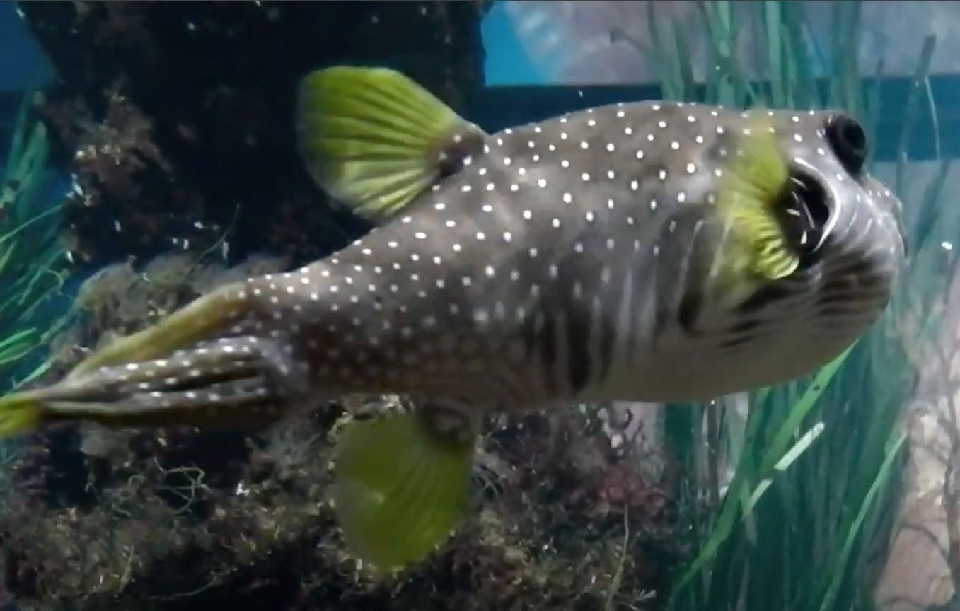 White-spotted puffer