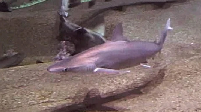 Whitecheek shark