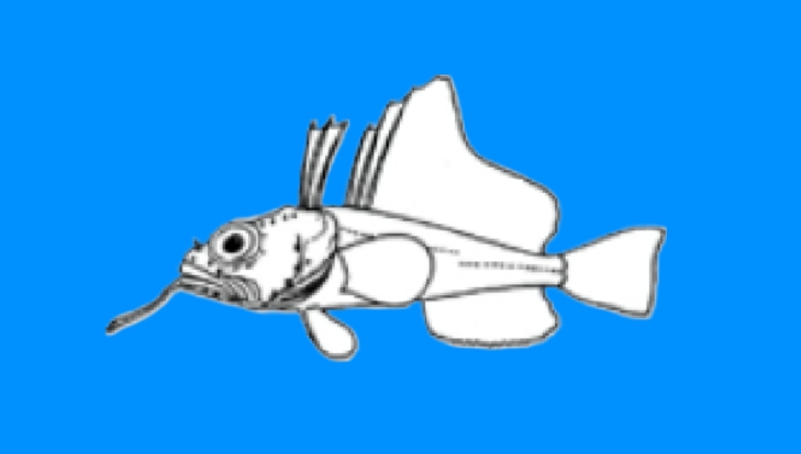 Whitefin plunderfish