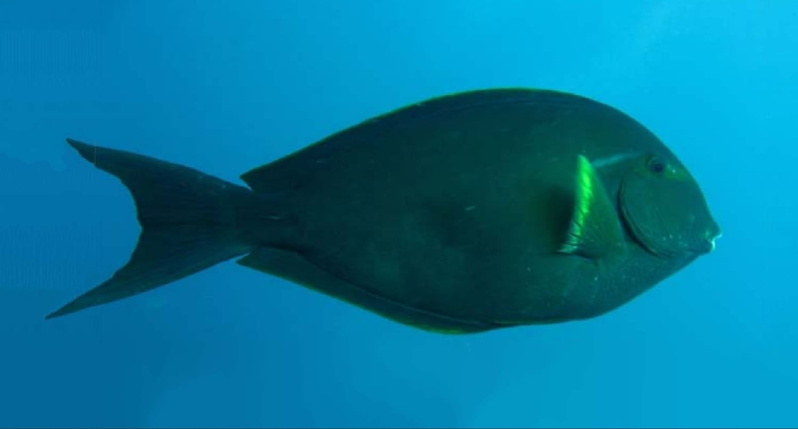 Whitefin surgeonfish