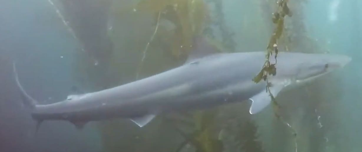 Whitefin topeshark