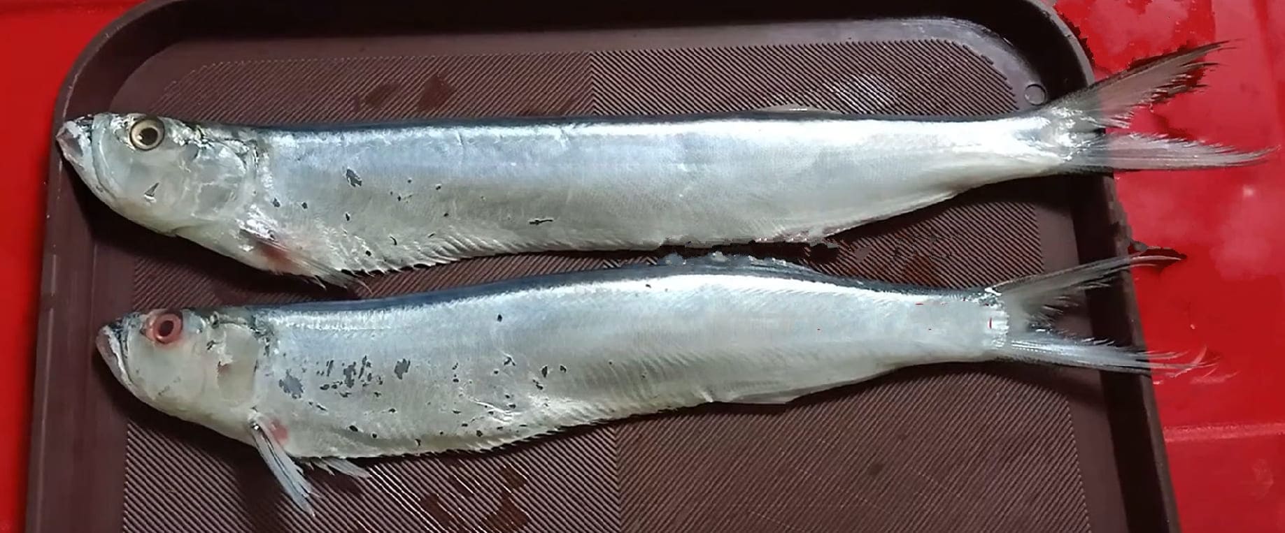 Whitefin wolf-herring