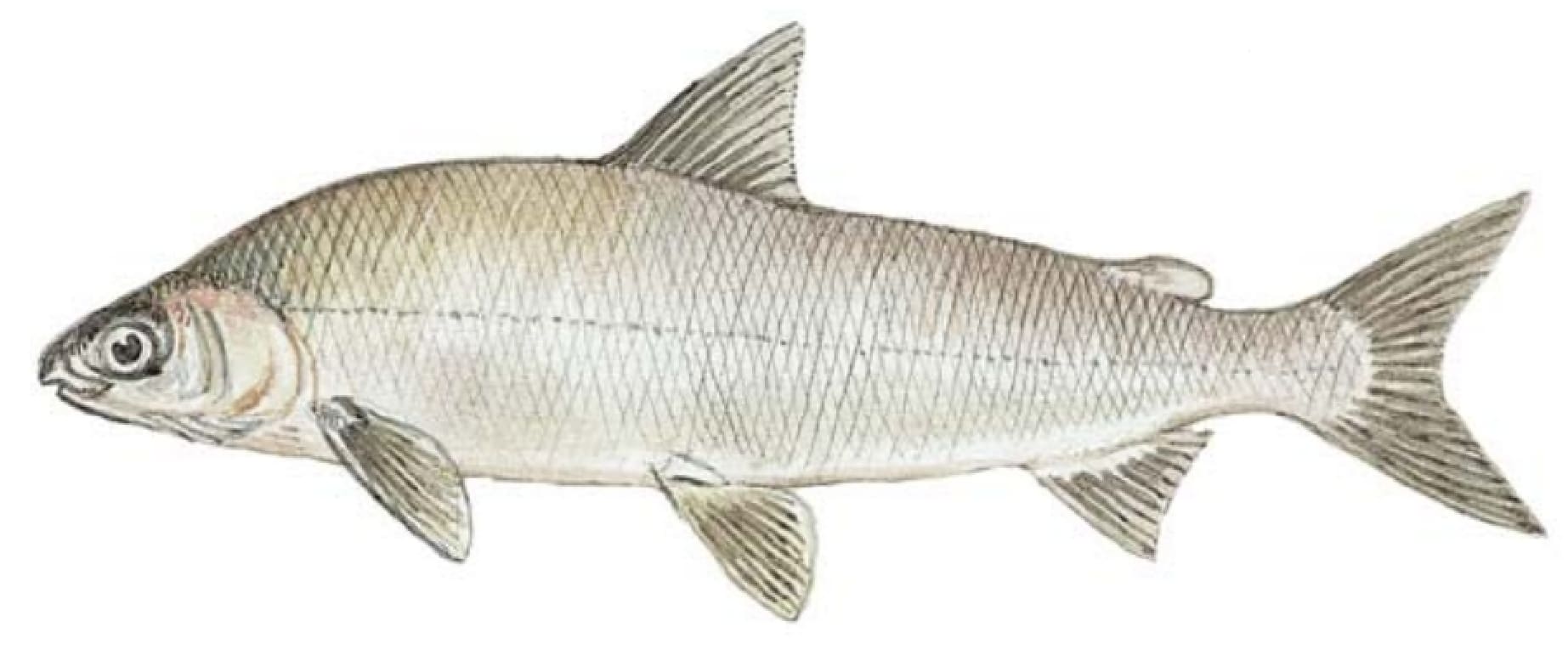 Whitefish, Lake