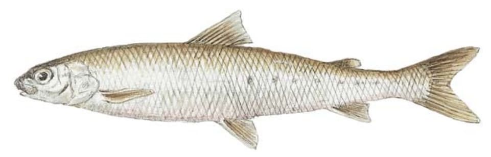Whitefish, Round
