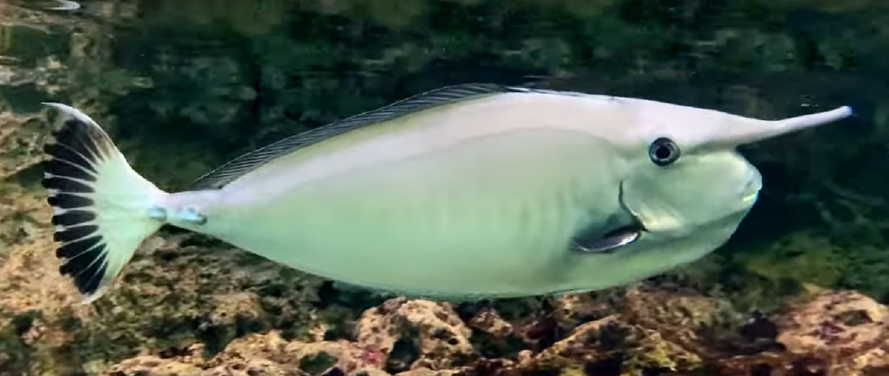 Whitemargin unicornfish