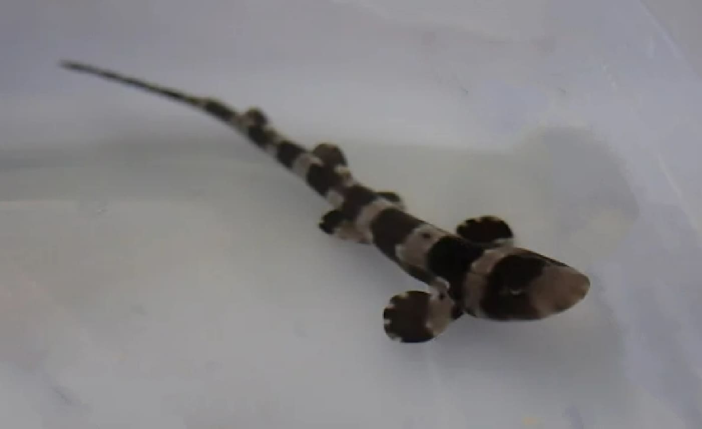 Whitespotted bamboo shark