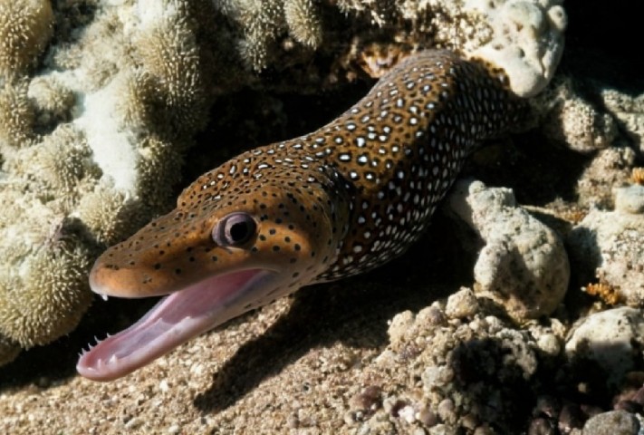 Whitespotted moray