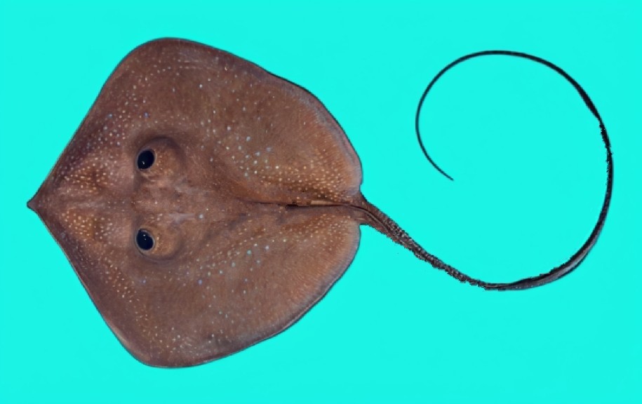 Whitespotted whipray
