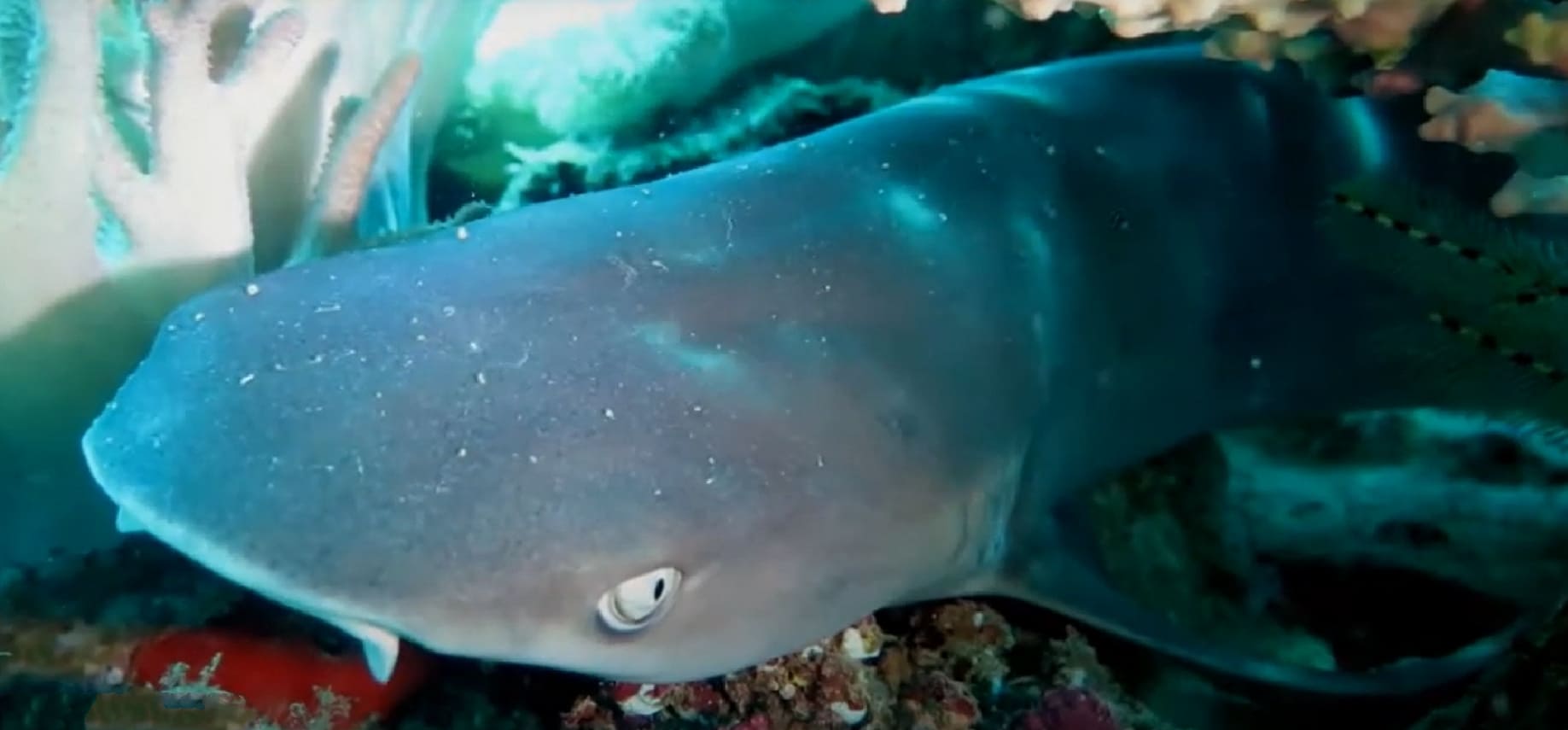 Whitetip reef shark