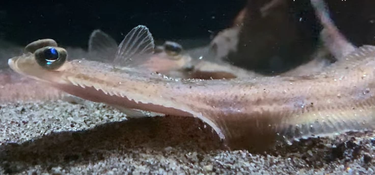 Willowy flounder