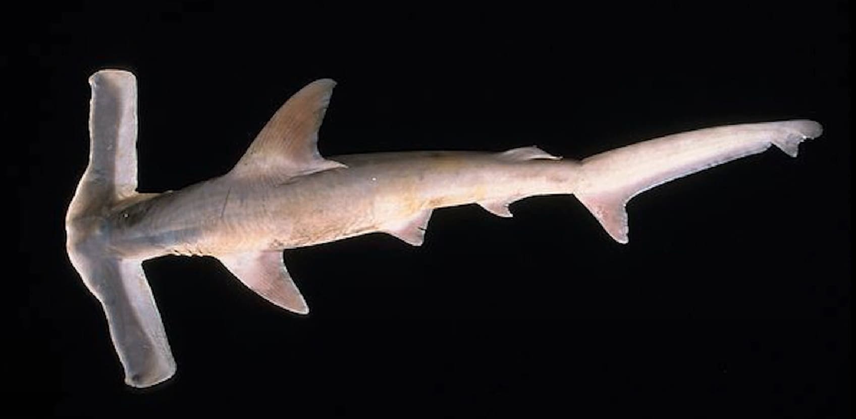 Winghead shark