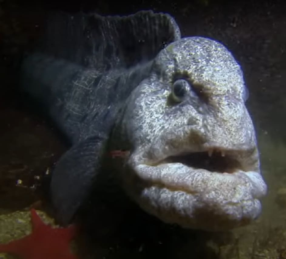 Wolf eel