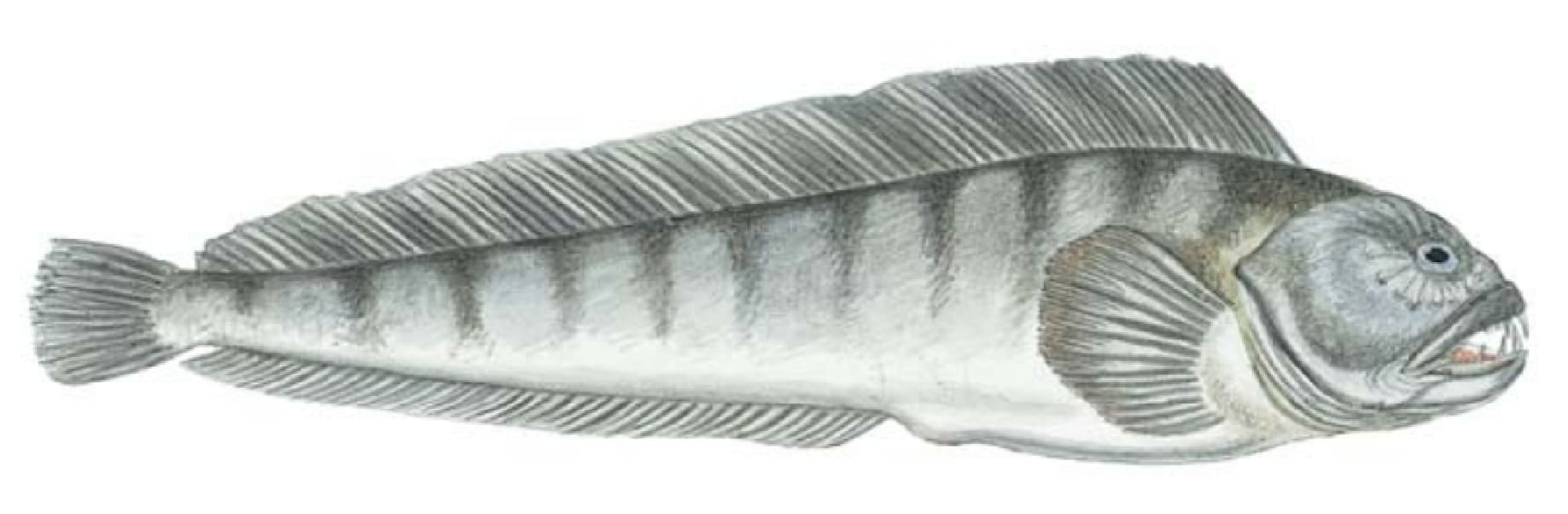 Wolffish: Atlanitc Wolffish